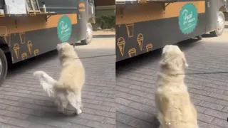 Dog’s Adorable ‘Ice Cream Order’ At Food Truck Is The Cutest Video On Internet Today | WATCH